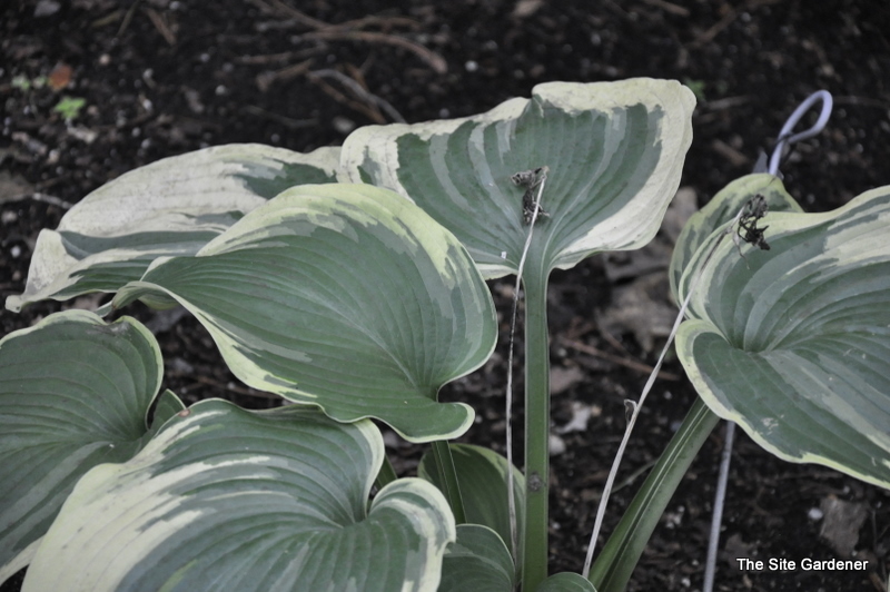 Hosta 'Earth Angel' — photo 1