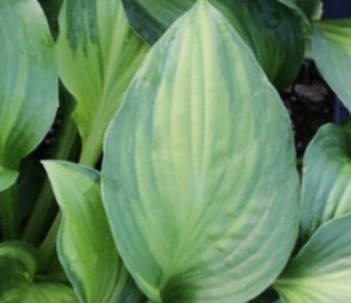 Hosta 'Adrian's Glory' — photo 1