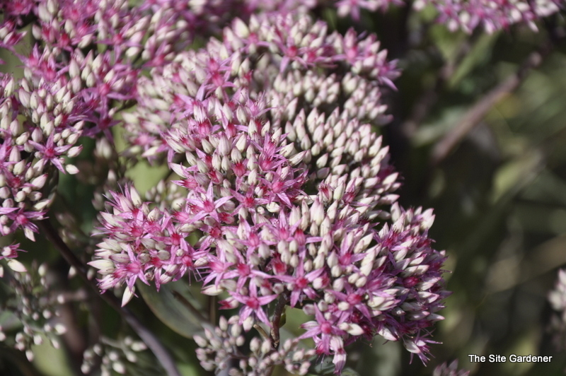 Sedum Mr. Goodbud