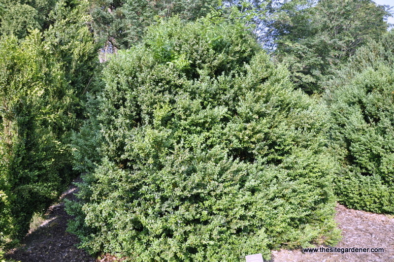 Buxus sempervirens 'Herman von Schrenk' — photo 1