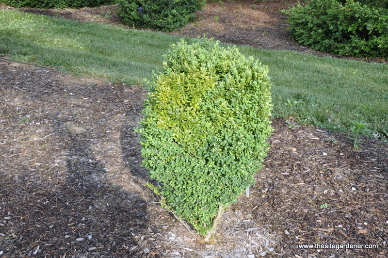 Buxus Sempervirens 'Memorial — photo 1