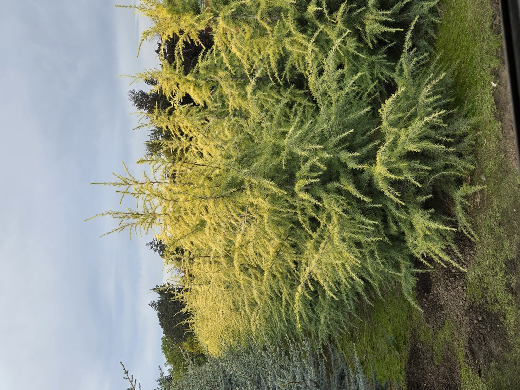 Cedrus Deodara Wells Golden