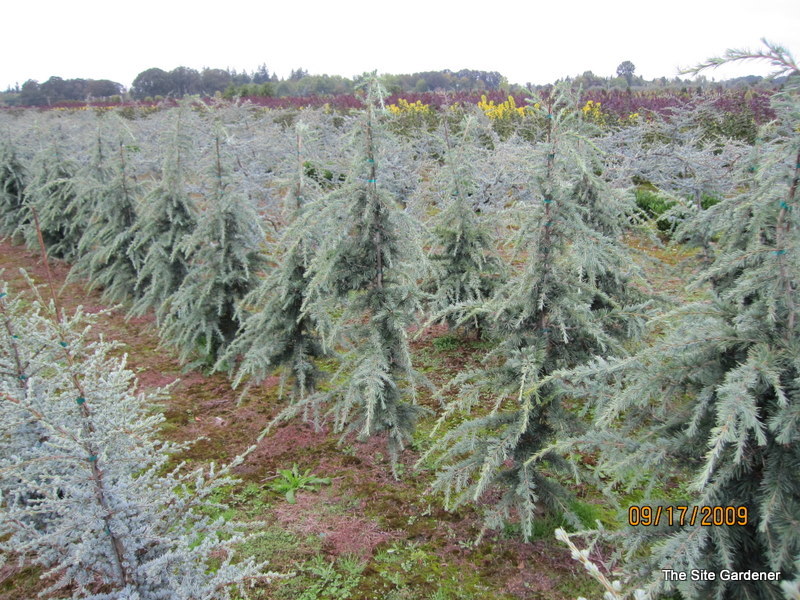 Cedrus deodara Kashmir — photo 1