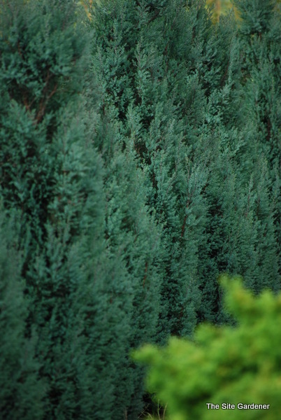 Chamaecyparis lawsoniana Blue Surprise — photo 1