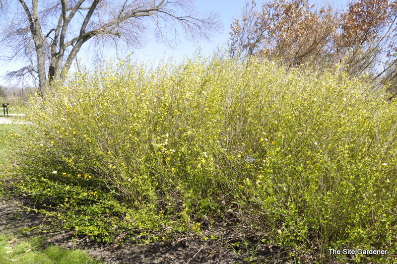 Fargesia nitida