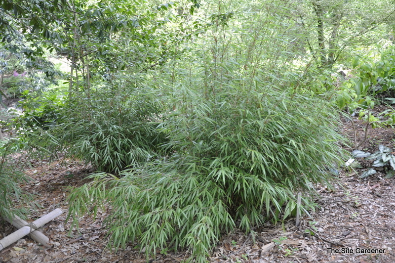 Fargesia sp. 'Scabrida — photo 1