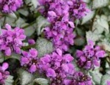 Lamium 'White Nancy'