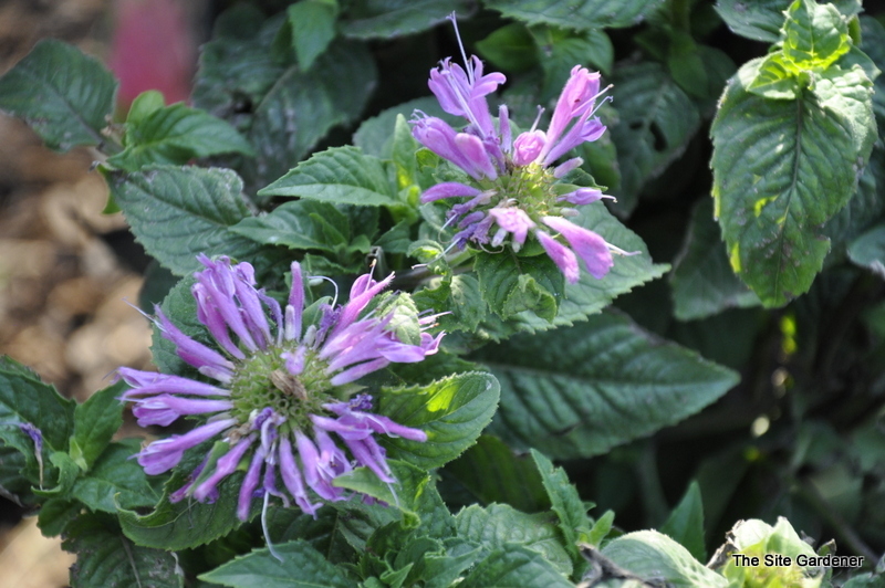 Monarda Didyma Acrade — photo 1