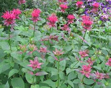 Monarda 'Raspberry Wine'