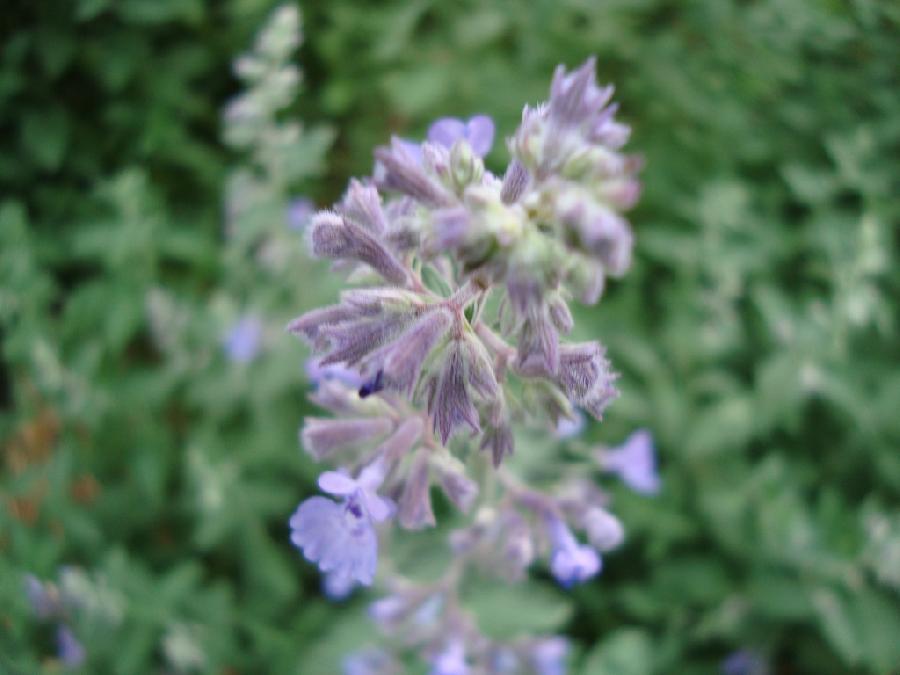 Nepeta Faassenii 'Walker's Low'