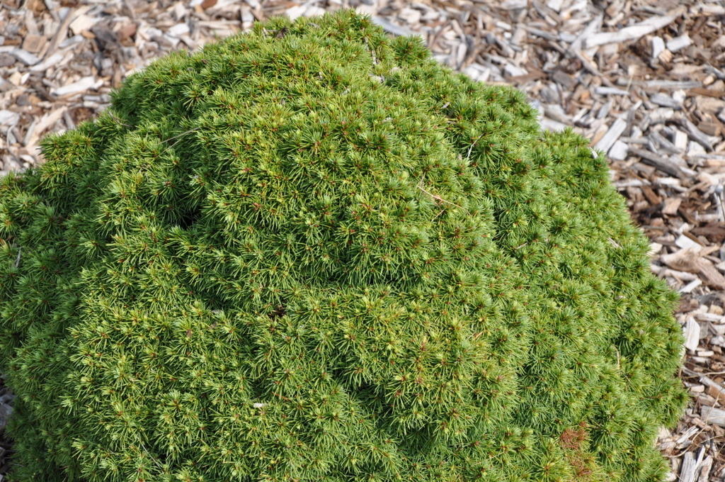 Picea Glauca Boring