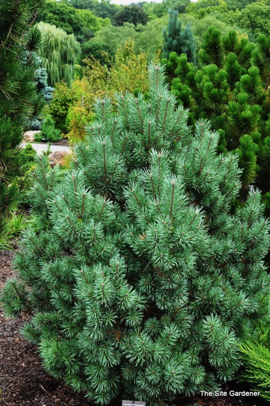 Pinus Sylvestris Beuvranensis — photo 1