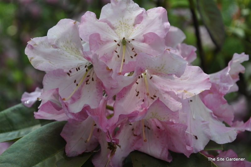 Rhododendron Todmorden