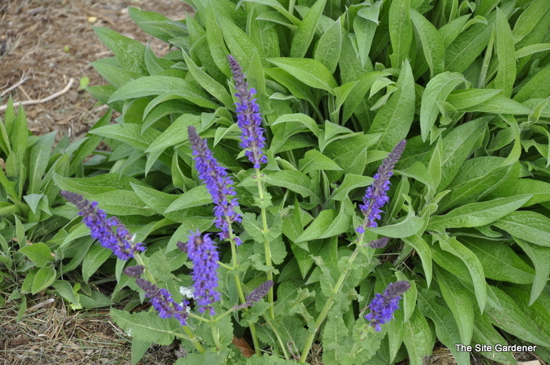 Salvia Nemerosa 'May Night'