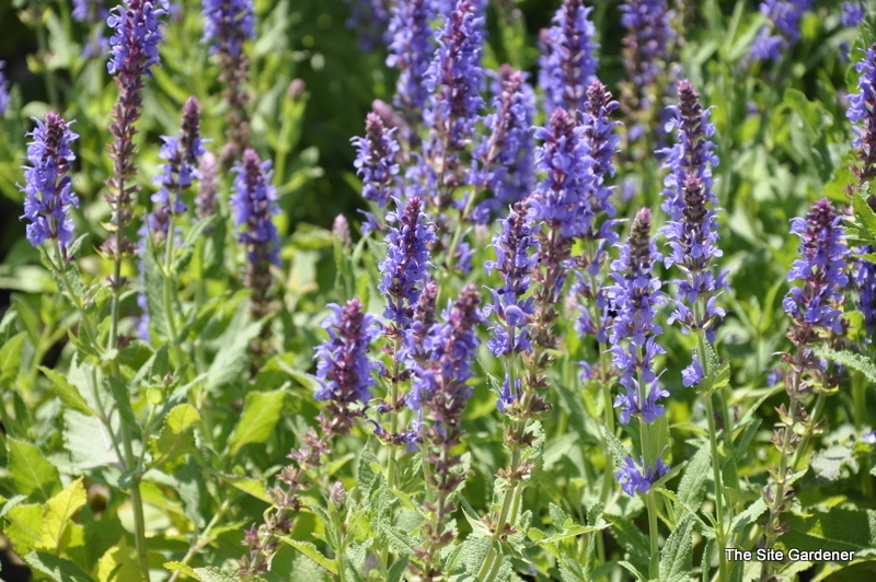 Salvia Nemerosa 'Blue Hill'