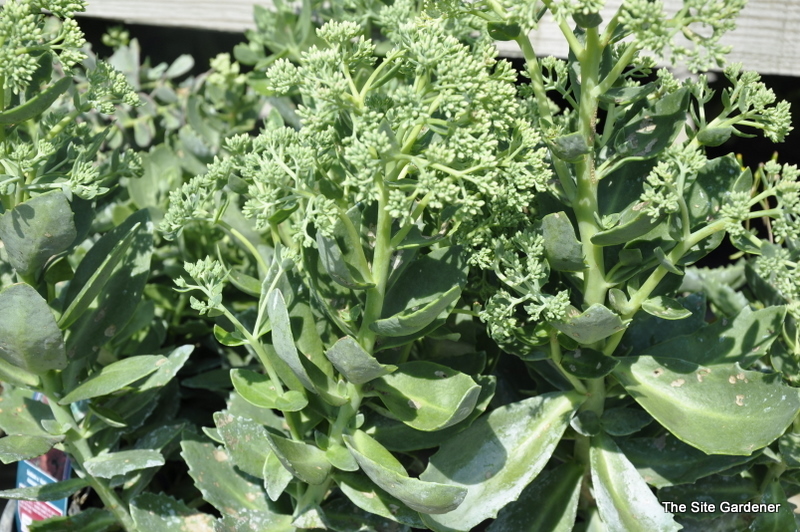 Sedum 'Autumn Joy'