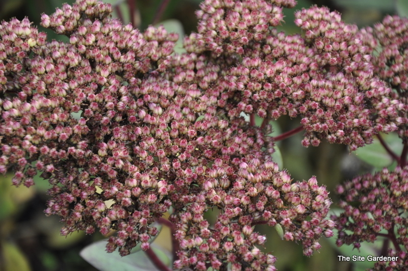 Sedum 'Munstead Dark Red' — photo 1