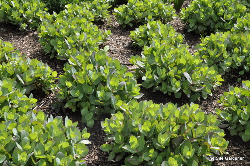 Sedum 'Matrona' — photo 1