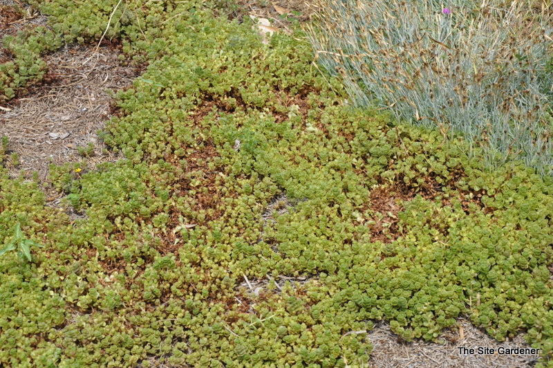 Sedum 'John Creech'