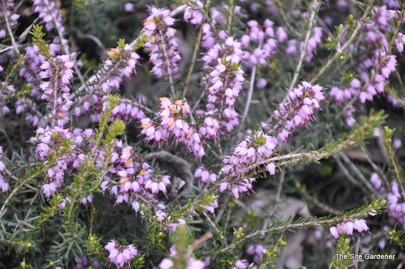 Snow Heath