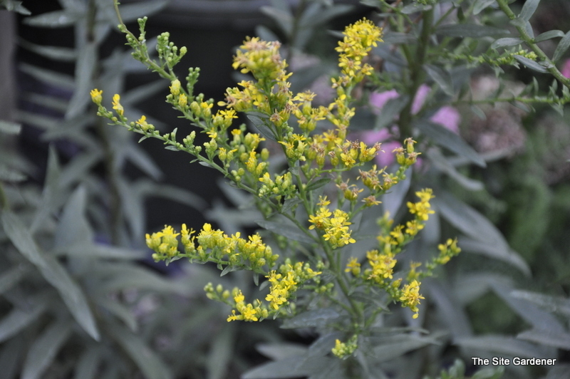 Solidago Shortii 'Solar Cascade'