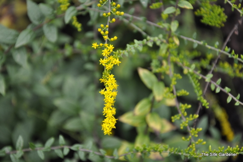 Solidago Rugosa 'Fireworks'