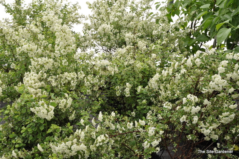 Spirea Fairy Queen