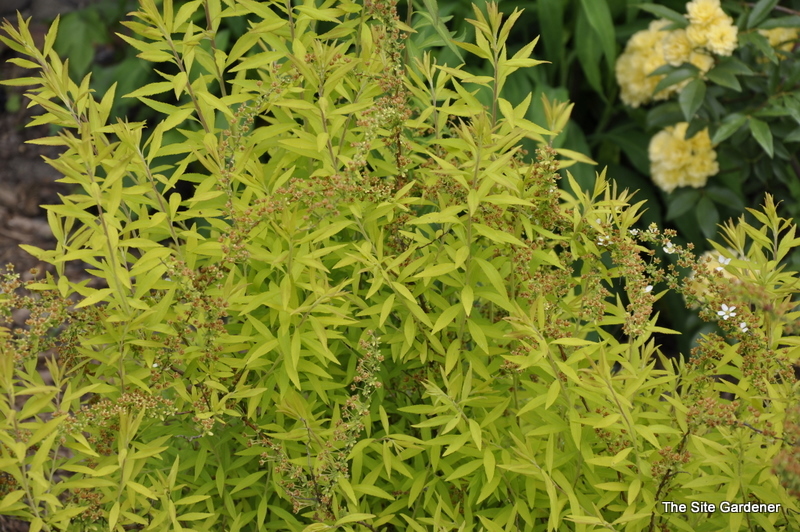 Spirea Ogon