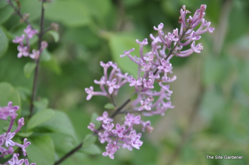 Syringa George Eastman