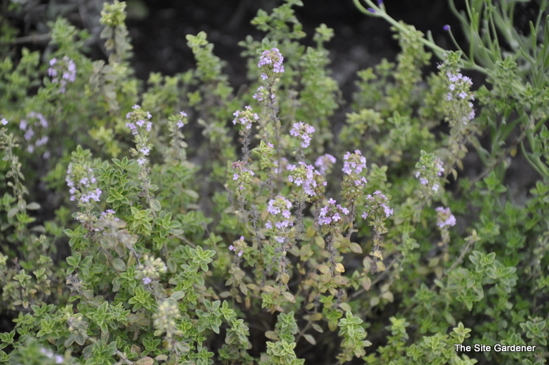 Thymus Citriodorus 'Aureus' — photo 1