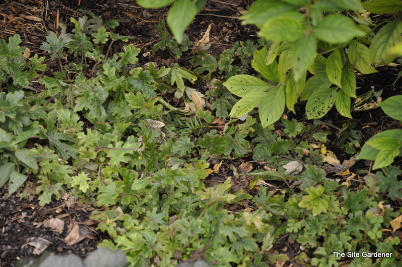 Tiarella 'Oakleaf' — photo 1