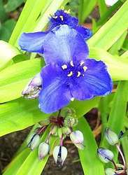 Tradescantia 'Blue N' Gold' Aka. 'Sweet Kate'