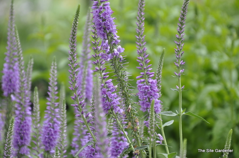 Veronica 'Eveline'