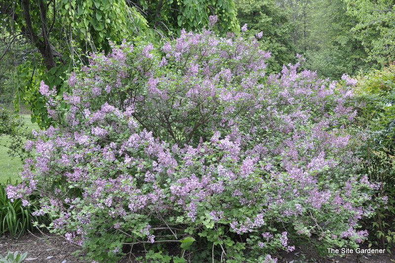 Veronica 'Red Fox'