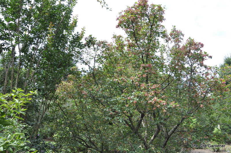 Acer tataricum — photo 1