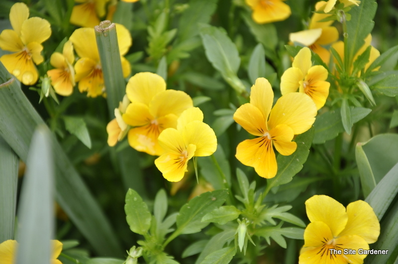 Viola Sorbet Orange Delight