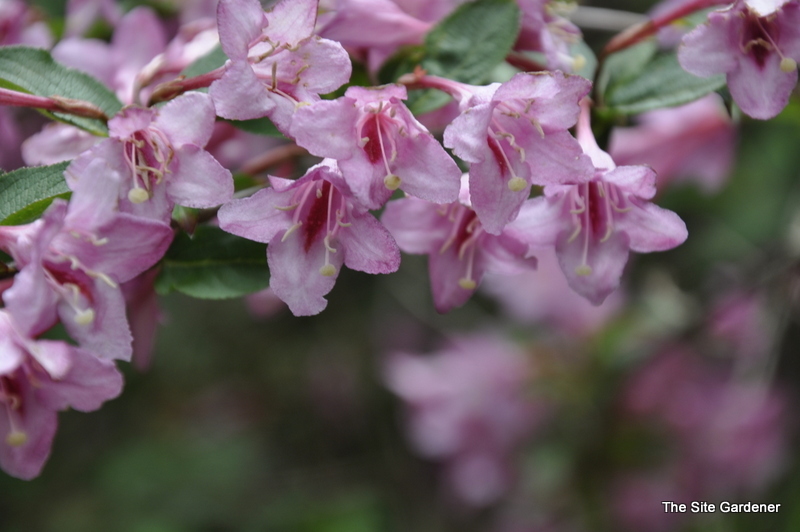 Weigela Pink Princess
