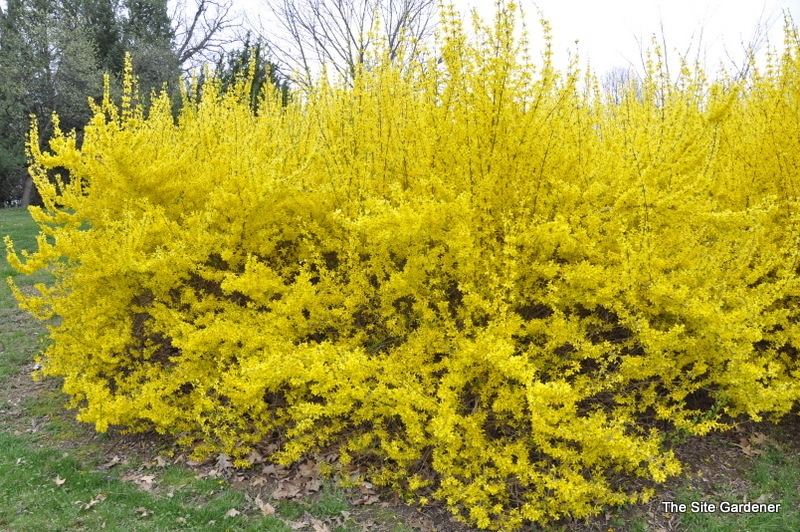 Forsythia Weekend — photo 1