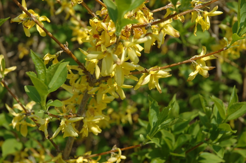 Forsythia Northern Gold