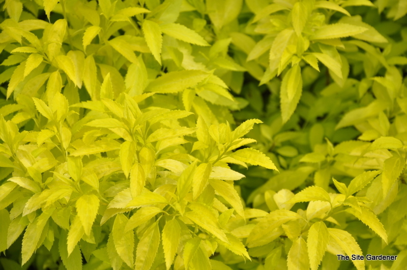 Forsythia Suwannee Gold — photo 1