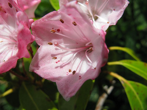 Kalmia latifolia Paul 'Bosley