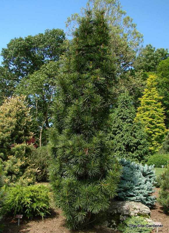 Sciadopitys verticillata Joe Kozey — photo 1