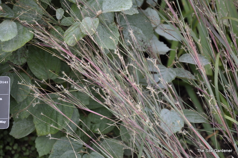 Schizachyrium scoparium ' Blue Heaven' — photo 1