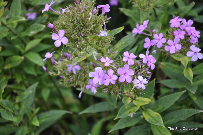Veronica 'Blue Bouquet