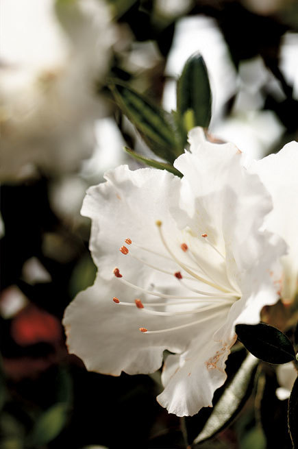 Azalea Autumn Angel — photo 1