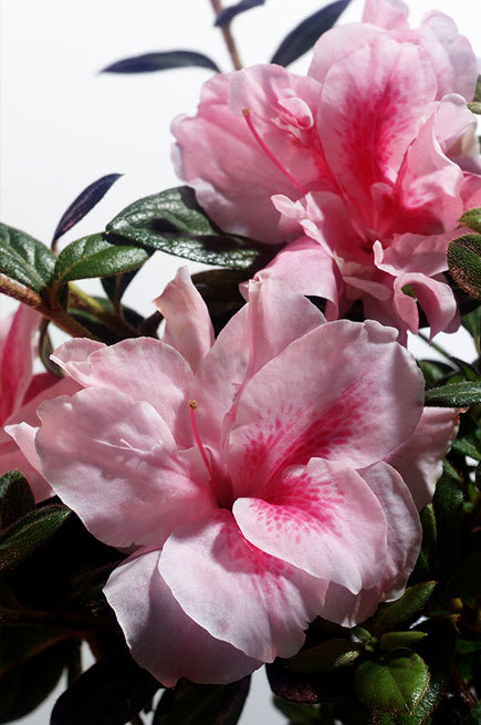 Azalea Autumn Belle — photo 1