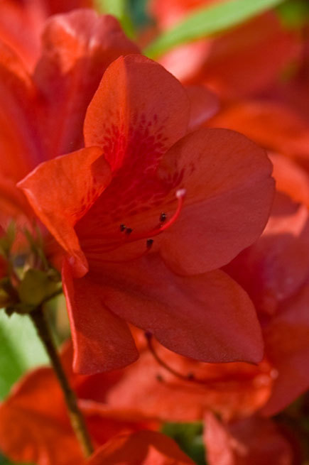 Azalea Autumn Bravo — photo 1