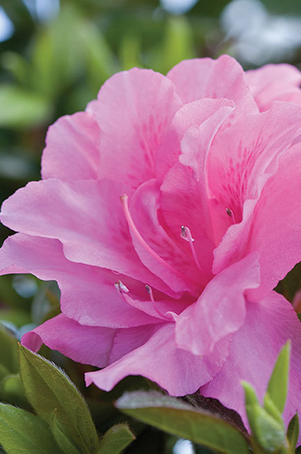 Azalea Autumn Carnation — photo 1