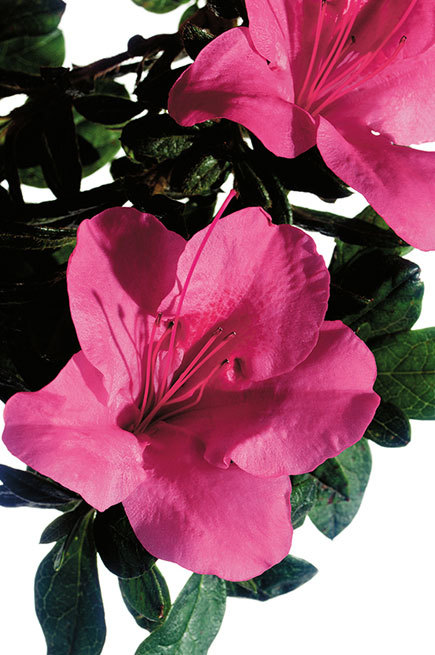 Azalea Autumn Carnival — photo 1