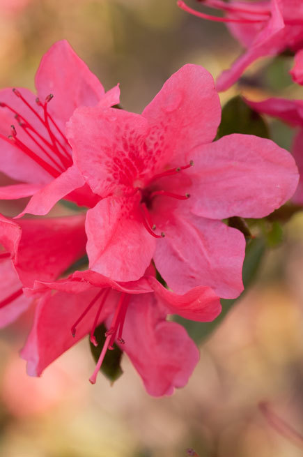 Azalea Autumn Cheer — photo 1